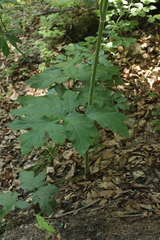 Heracleum sphondylium sphondylium