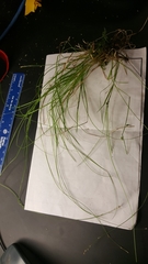 Carex trisperma