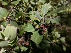 Arctostaphylos nortensis