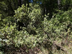 Arctostaphylos nortensis