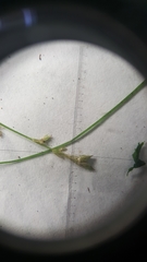 Carex trisperma