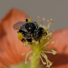 Macroteropsis
