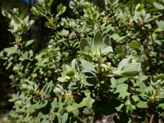 Arctostaphylos nortensis
