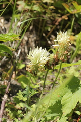 Trifolium pannonicum