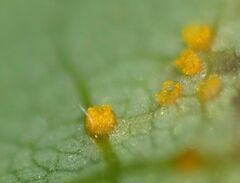 Synchytrium decipiens