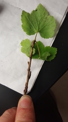 Ribes glandulosum