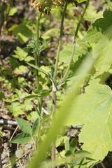 Trifolium pannonicum