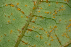 Synchytrium decipiens