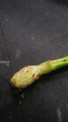 Ranunculus hispidus caricetorum