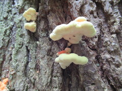 Laetiporus huroniensis