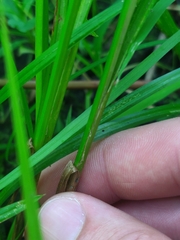 Carex tuckermanii
