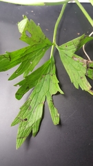 Ranunculus hispidus caricetorum