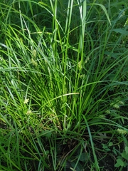 Carex tuckermanii
