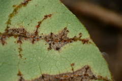 Synchytrium decipiens