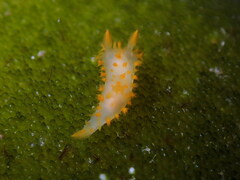 Crimora papillata