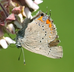 Satyrium acadica
