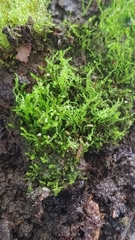 Armadillidium vulgare