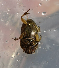 Euoniticellus fulvus