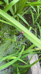 Coleomegilla maculata