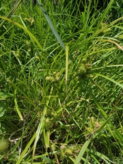 Carex retrorsa