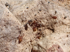 Wyochernes asiaticus