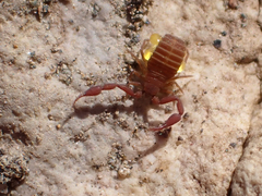 Wyochernes asiaticus