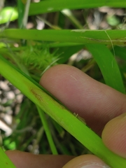 Carex retrorsa