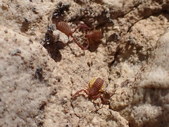 Wyochernes asiaticus