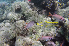 Myripristis violacea