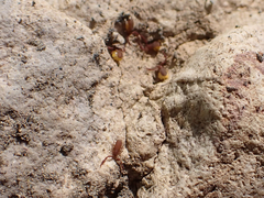 Wyochernes asiaticus