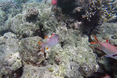 Myripristis violacea