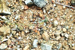 Streptanthus morrisonii