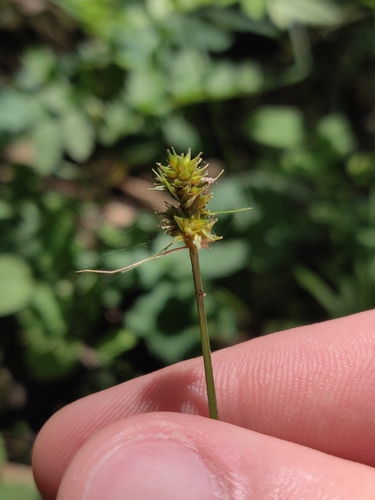 Image of Carex cephalophora by no rights reserved