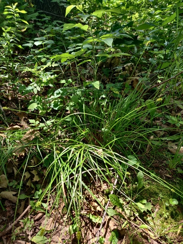 Image of Oval-headed sedge by no rights reserved