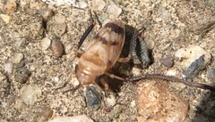 Anoscopus serratulae