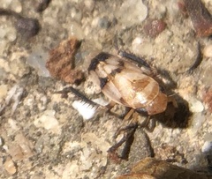 Anoscopus serratulae