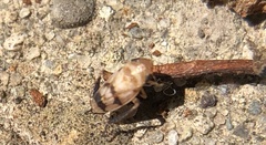 Anoscopus serratulae
