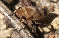 Anoscopus serratulae