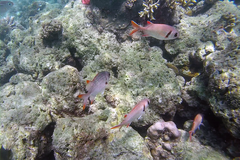 Myripristis violacea