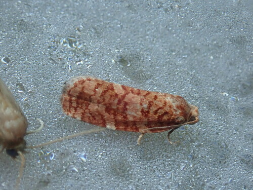 Jack Pine Budworm Moth photo 5