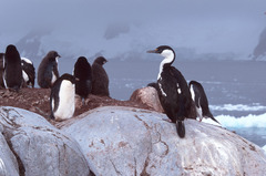 Leucocarbo bransfieldensis