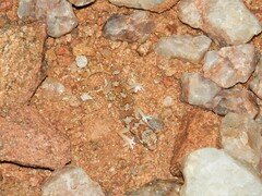 Pachydactylus latirostris