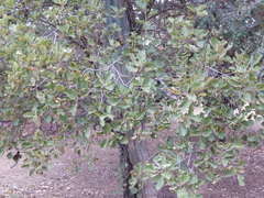 Dombeya rotundifolia image