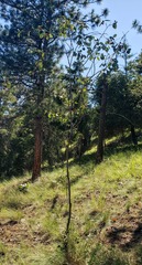 Amelanchier cusickii