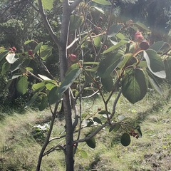 Amelanchier cusickii