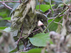 Eulepidotis rectimargo