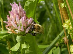 Bombus pascuorum