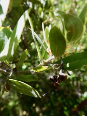 Arctostaphylos nortensis