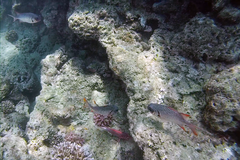 Myripristis violacea