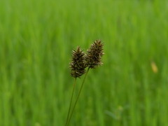 Carex hoodii